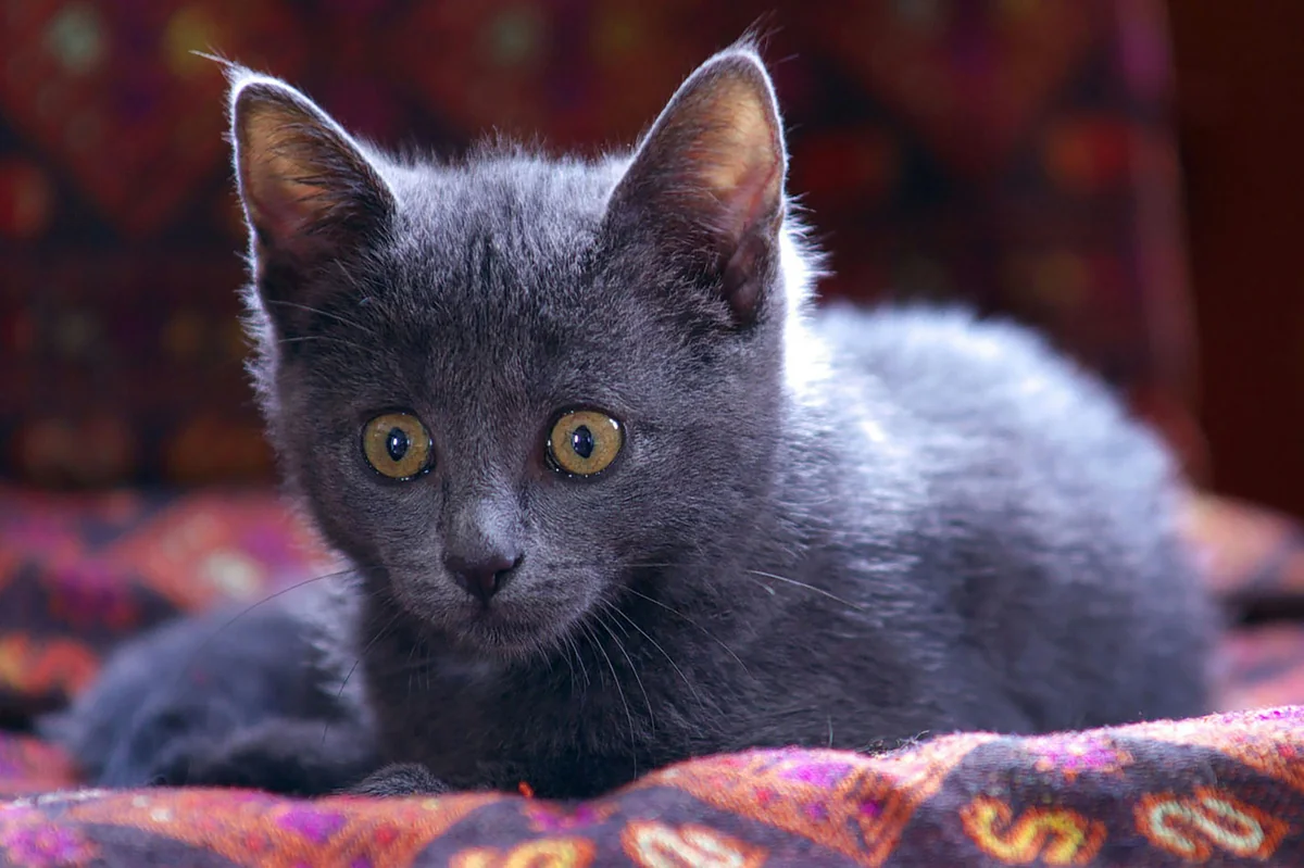 A small grey kitten with yellow eyes looks forward. - grey kitten names cute