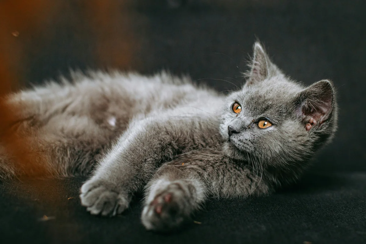 a close up of a cat lying on the ground - grey kitten names cute