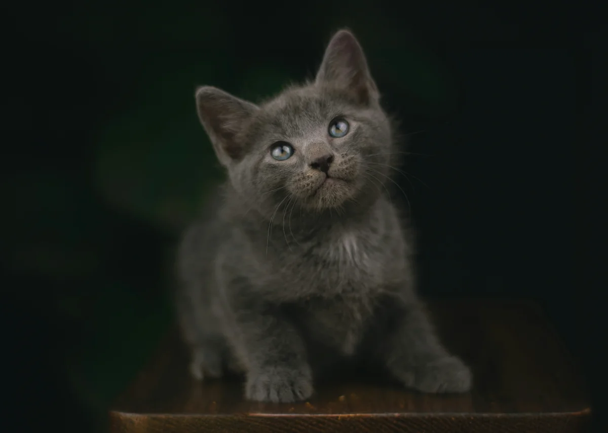 A gray kitten sitting on top of a wooden table - grey kitten names cute