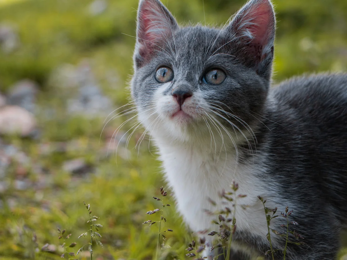 Curious kitten in the alps - grey kitten names cute
