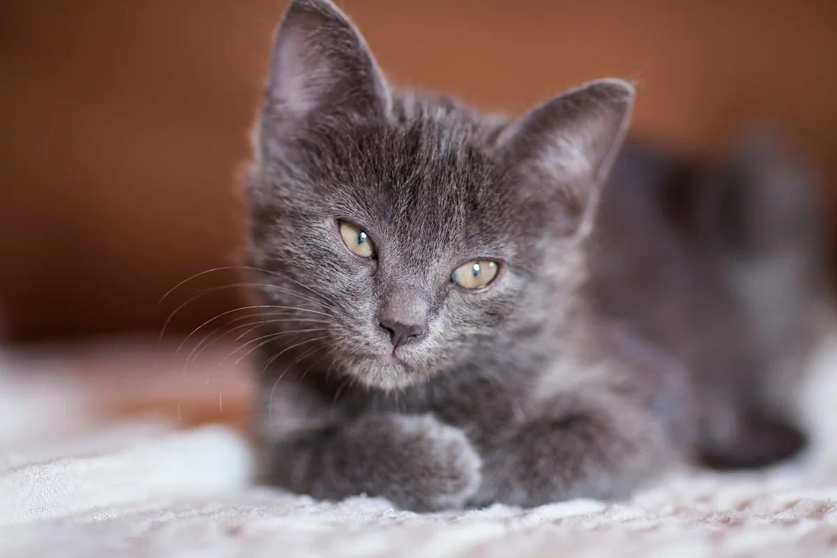 cute cat - grey kitten names cute
