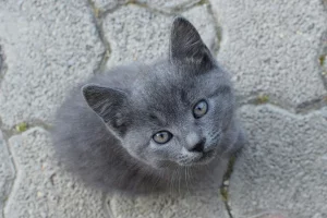 grey kitten names cute: Best grey kitten names cute: 200+