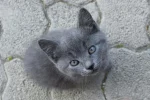 Grey kitten names cute: 150 Best Adorable Name Ideas - grey kitten names cute