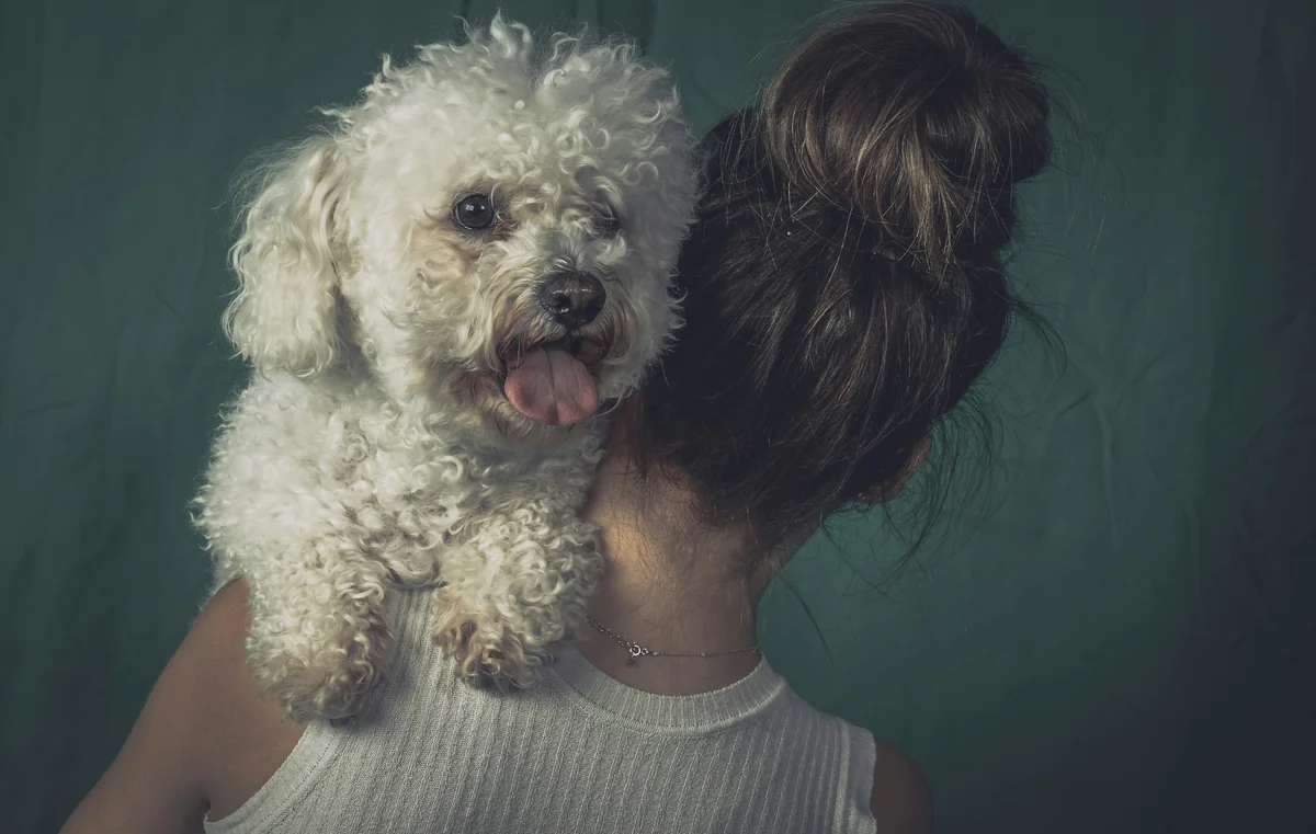 bichon-friese - human names for dogs