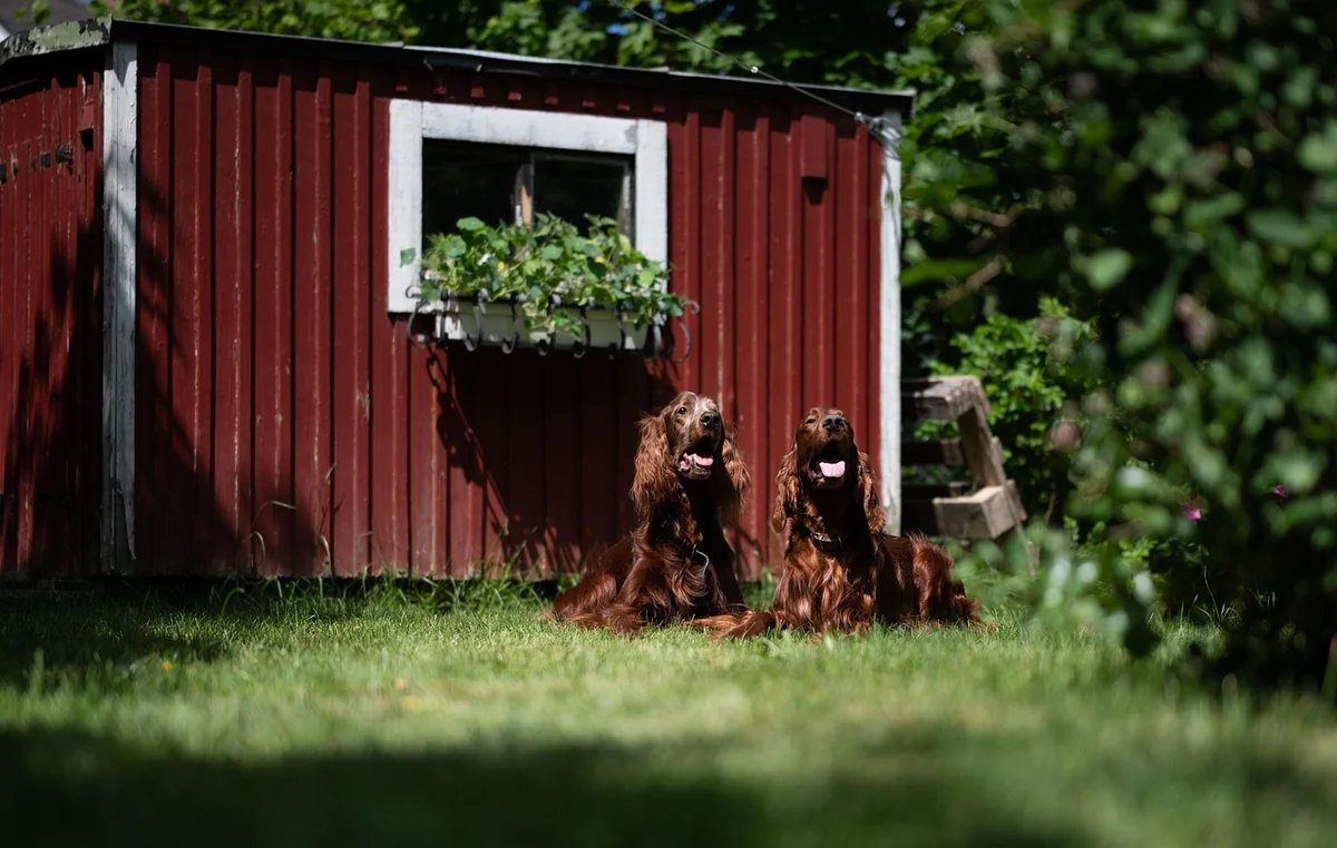 irish red setters, dogs, pets, setters, animals, domestic, canine, mammal, grass, nature, yard, closeup - irish setter names