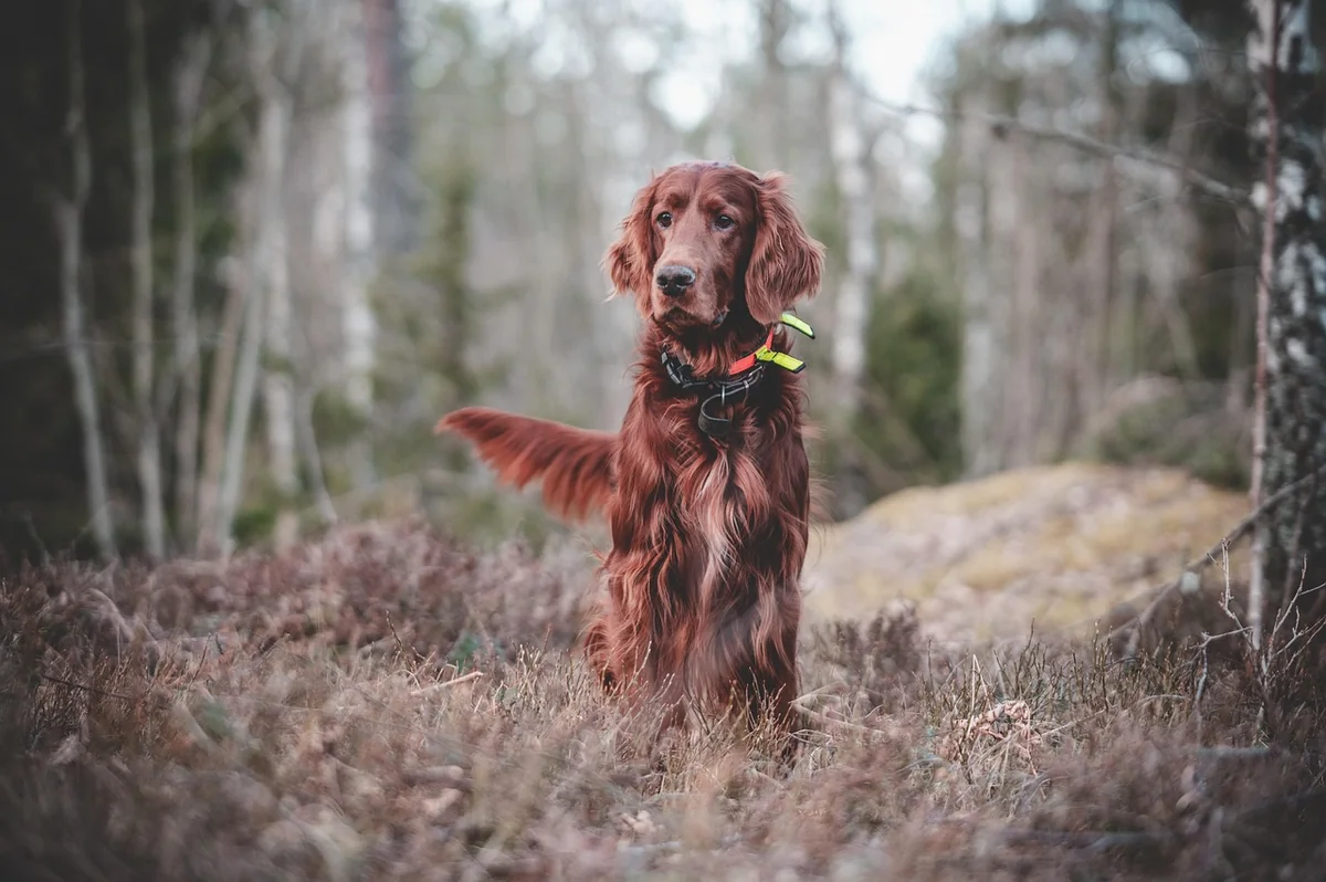 dog, animal, pet, irish, setter, nature, mischievous, forest, hunting, hunting dog, dog training - irish setter names