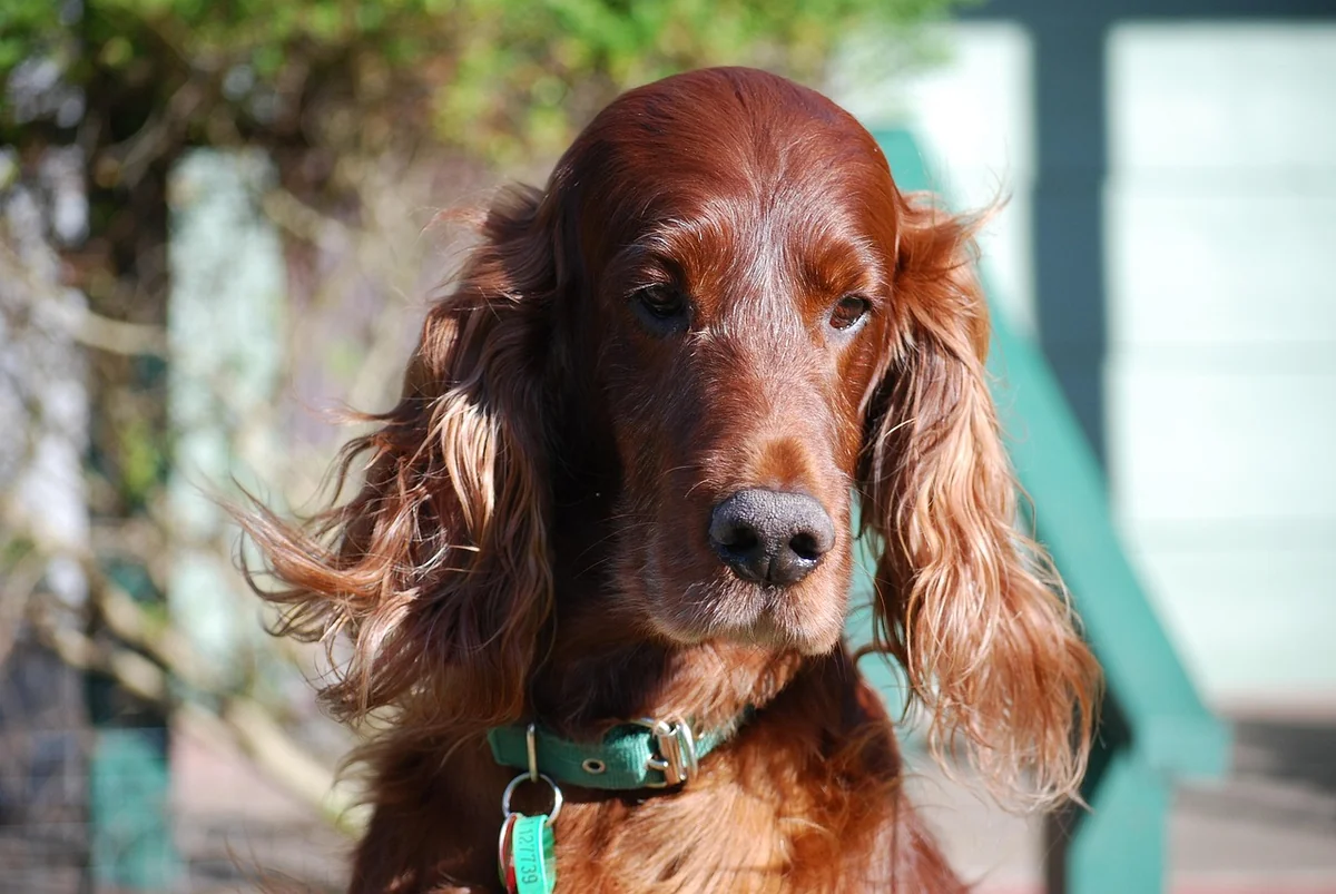 dogs, nature, irish setter, red setter, pet, animal, purebred, pedigree - irish setter names