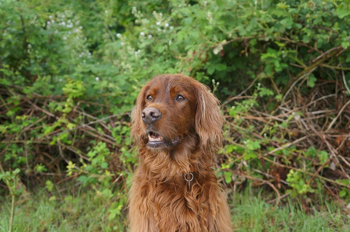 dog, animal, irish setter, nature, animals, pet, setter, hunt, forest - irish setter names