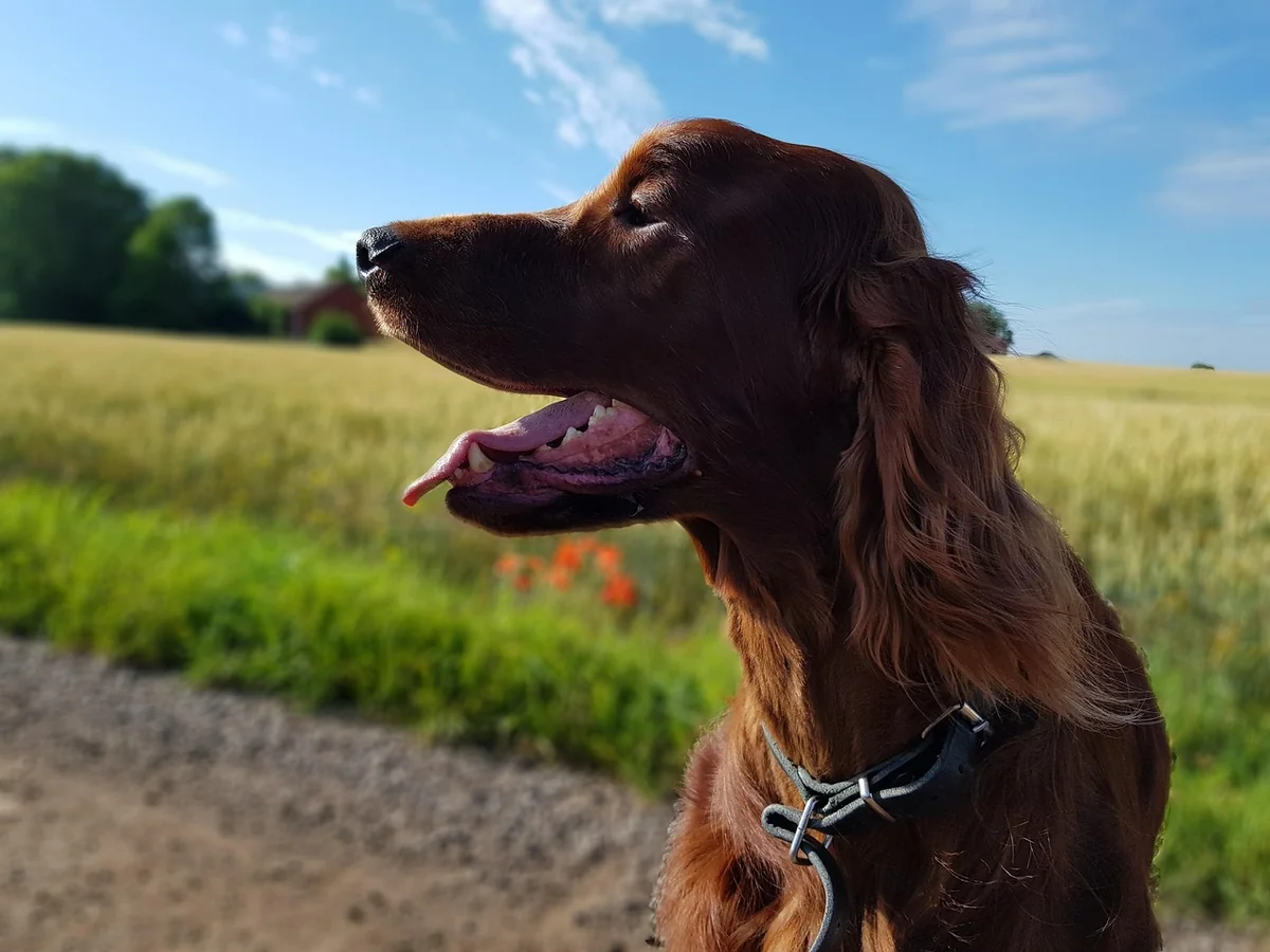 dog, animal, pet, setter, irish setter, tongue, red - irish setter names