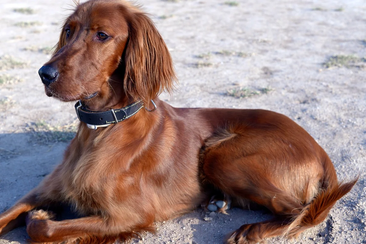 dog, irish setter, dogs, animal, pet, red - irish setter names