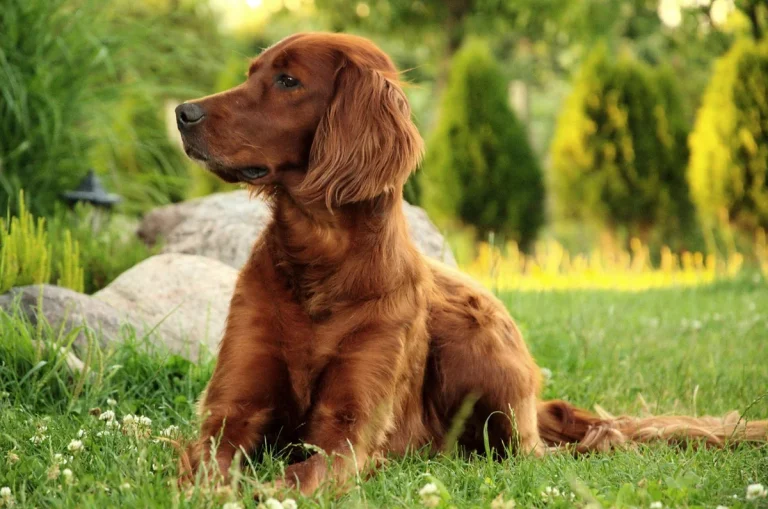 irish setter names: Best Irish Setter Names: 250+ Fun