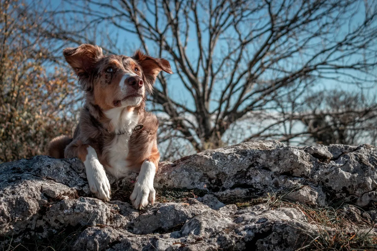 dog sitting on rock - italian dog names