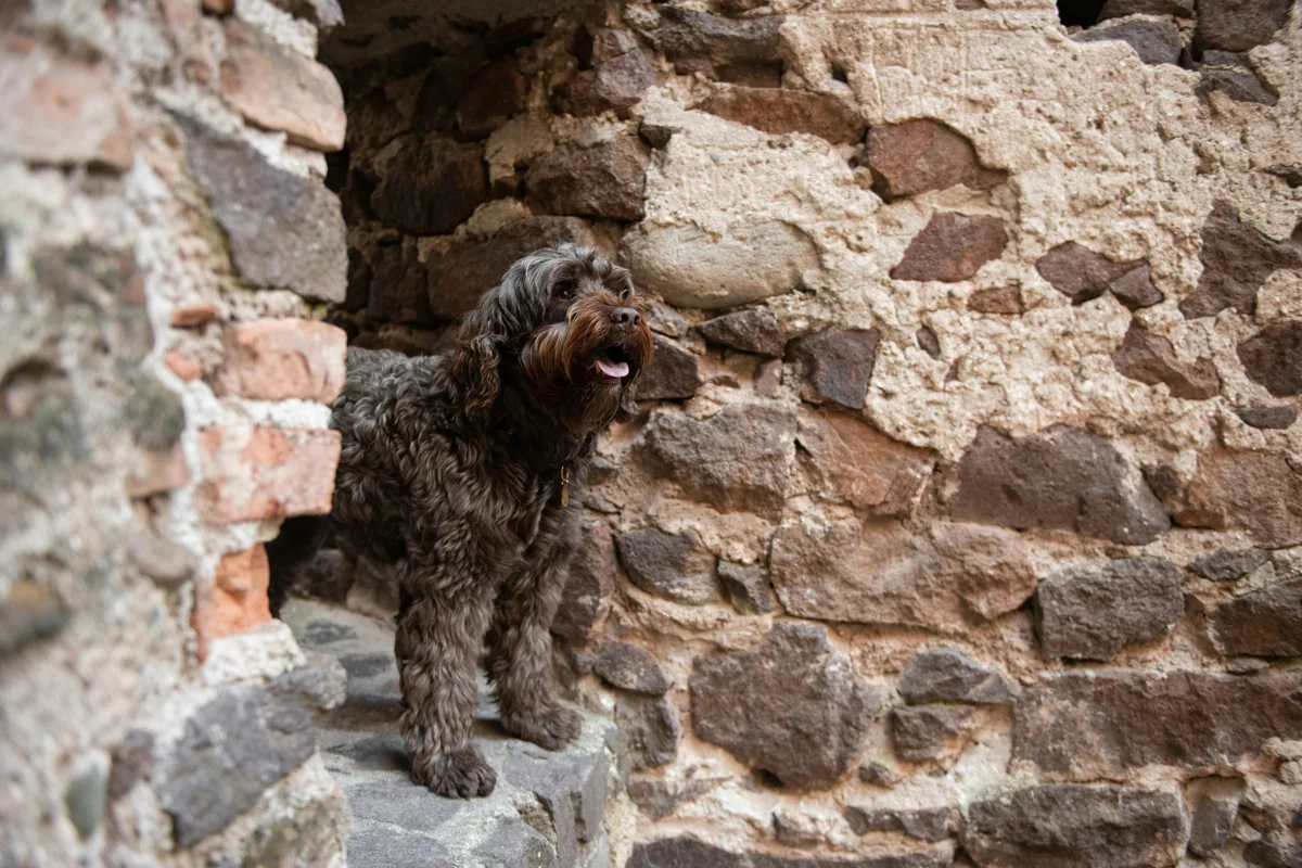 Il cão de água português è una razza di cane d'acqua di origine portoghese. Di origini antiche, per le sue doti natatorie fu considerato un «cane marinaio» e venne imbarcato sulle navi portoghesi e spagnole e perciò è da sempre considerato l'accompagnatore dei pescatori. Nei primi anni del XX secolo questa razza rischiò la completa estinzione. - italian dog names