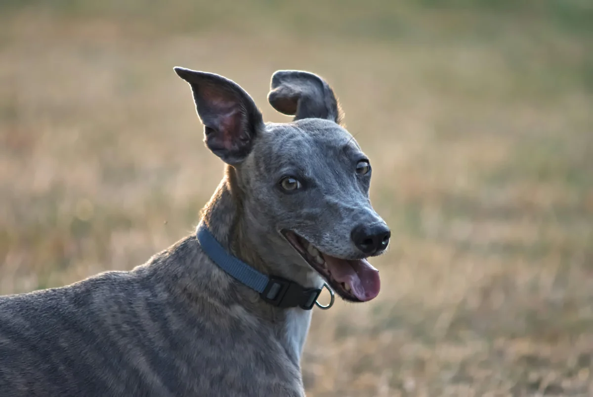 A brindle greyhound dog with a blue collar - italian dog names
