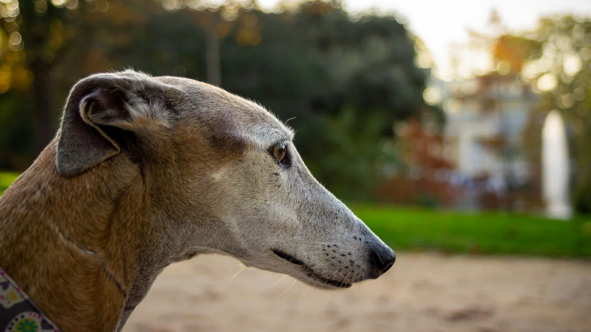 Remebering Cleo... - italian dog names