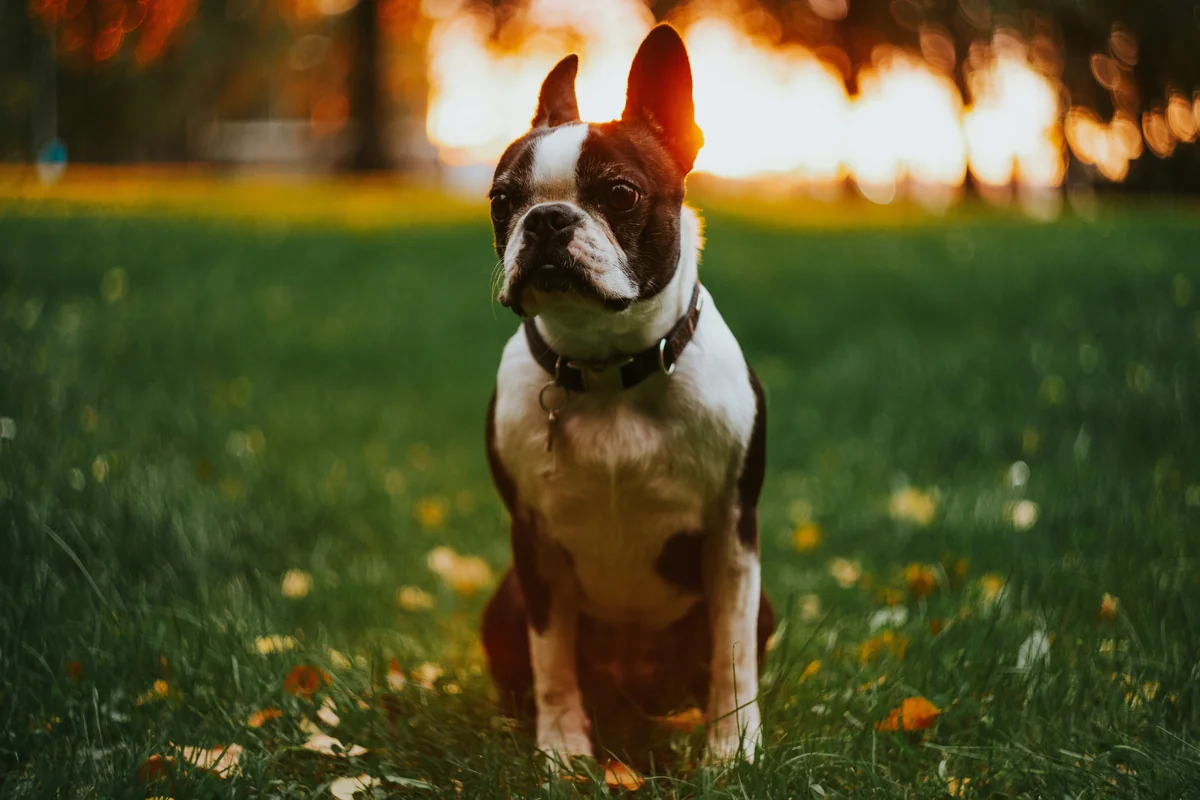 adult white and black Boston terrier - italian dog names