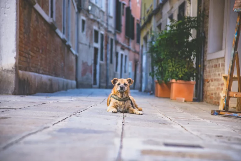 italian dog names: Best italian dog names: 250+ Stylish