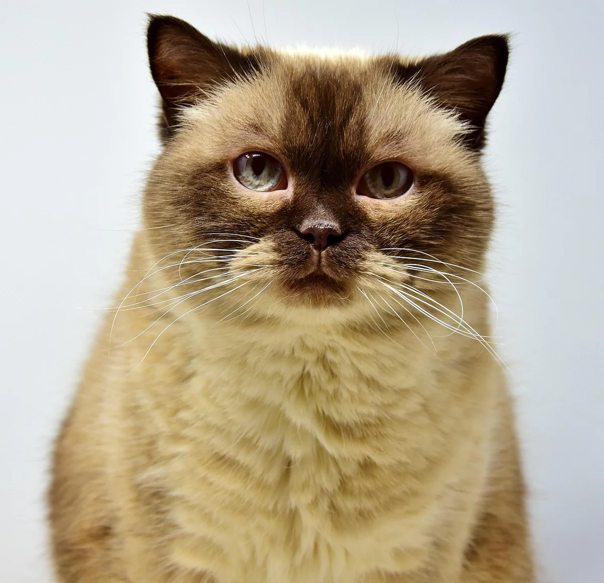 british shorthair, cat, pet, feline, animal, fur, kitty, whiskers, mammal, domestic, nature, domestic cat, cat portrait, animal world - japanese cat names with english meanings