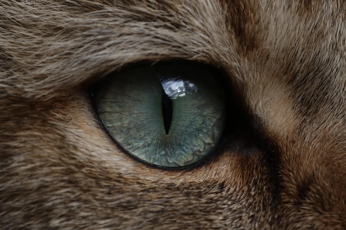 cat, eyes, kitten, british shorthair, fur, fluffy, animal, mammal, nature, domestic animal, whiskers, domestic cat, cute, pet, cozy, portrait - japanese cat names with english meanings