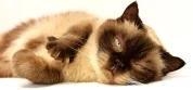 Japanese cat names with english meanings guide: Expert Guide - japanese cat names with english meanings