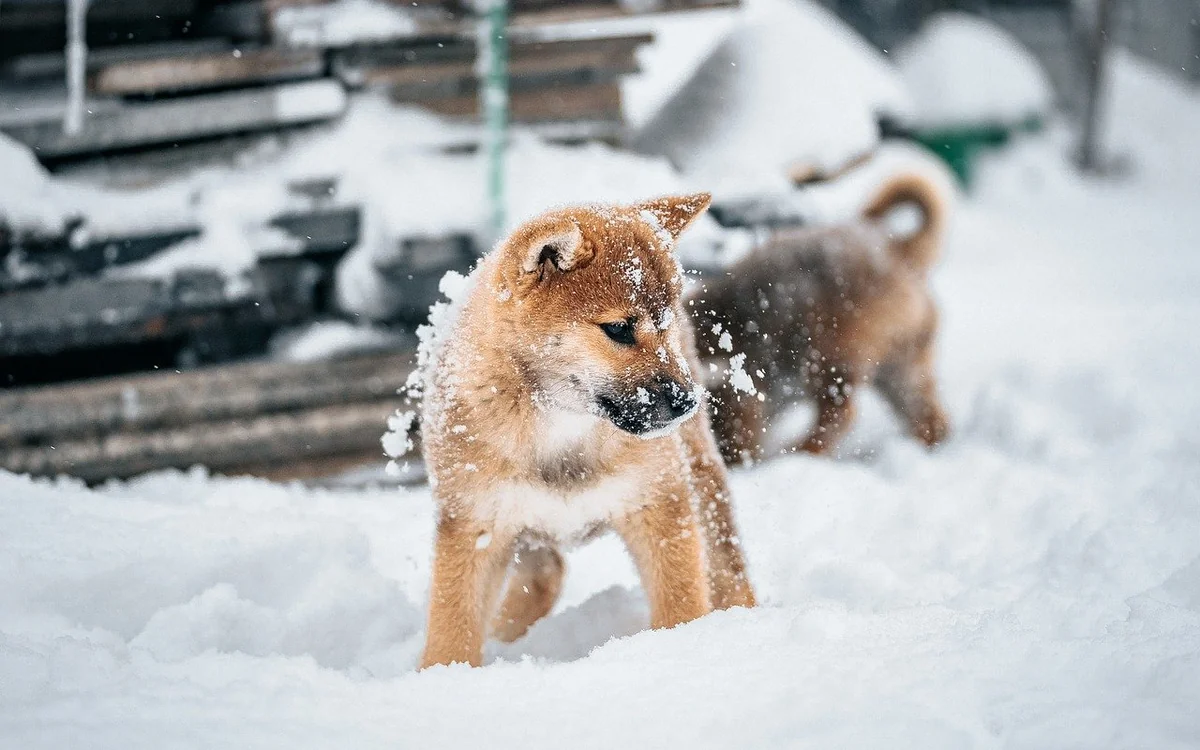 dog, animal, nature, pet, puppy, cute, shiba - japanese dog names with meaning
