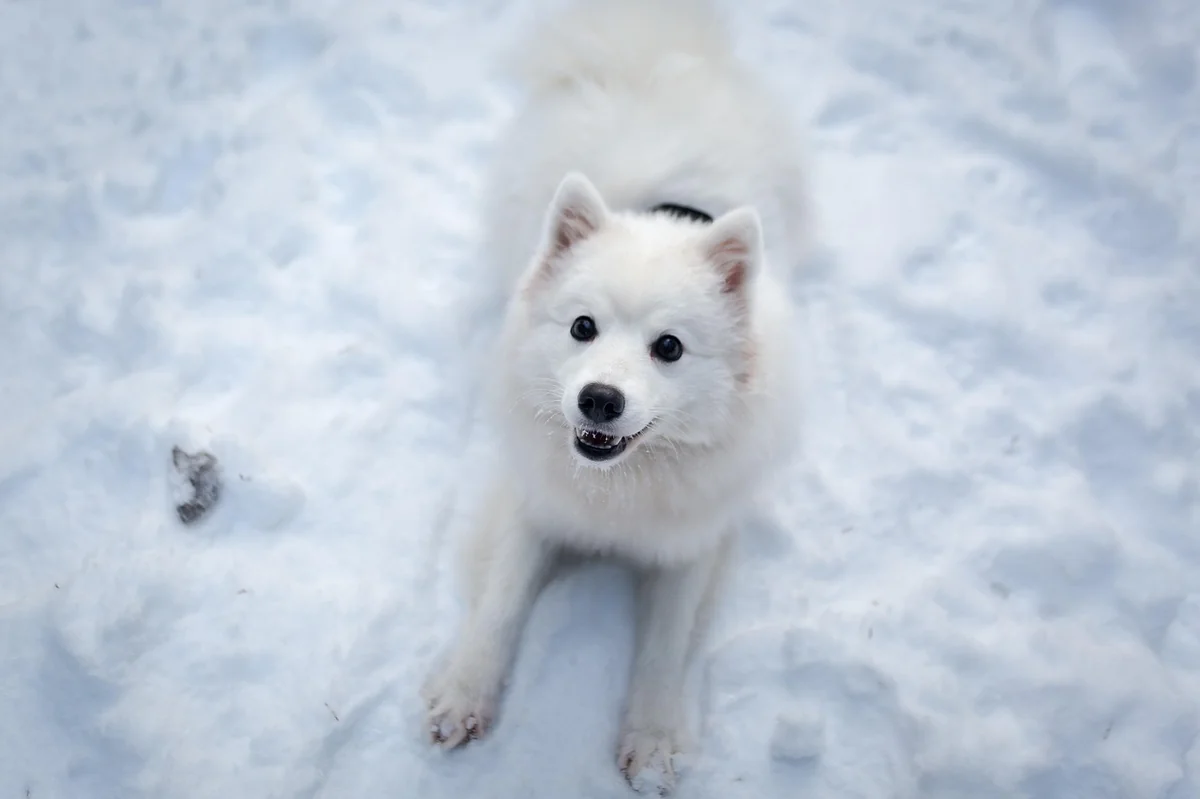 animal, dog, canine, pet, mammal, breed, winter, snow, frosty, outdoors, nature, fur, japanese spitz - japanese dog names with meaning