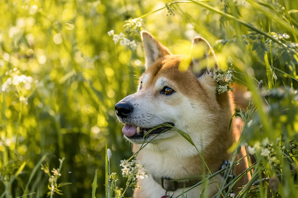 Japanese dog names with meaning: 150 Top Picks: Expert Guide - japanese dog names with meaning