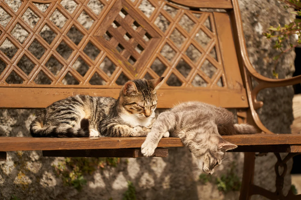 brown tabby cat lying on brown wooden fence - lazy cat names