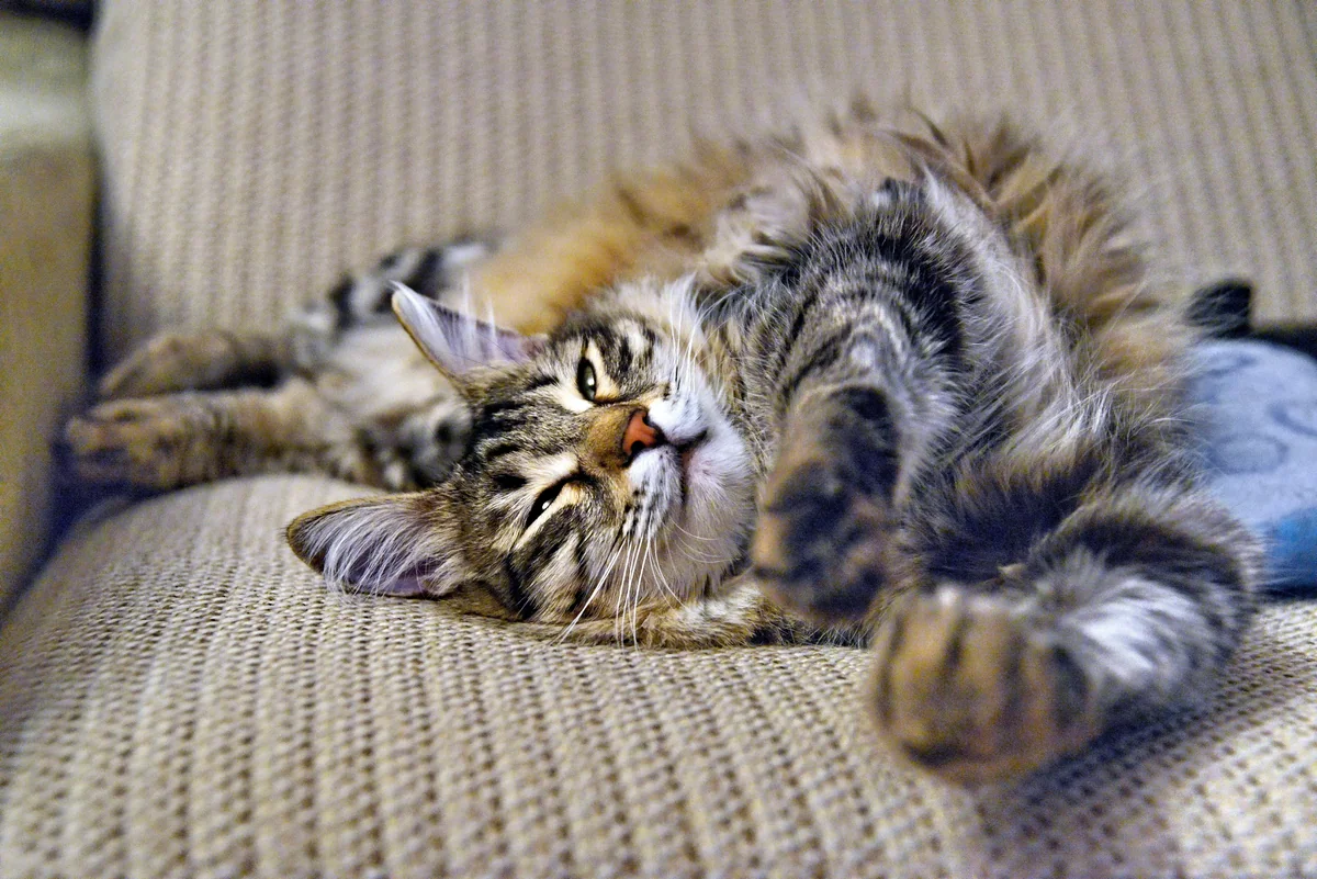 I can do it anyway... - lazy cat names