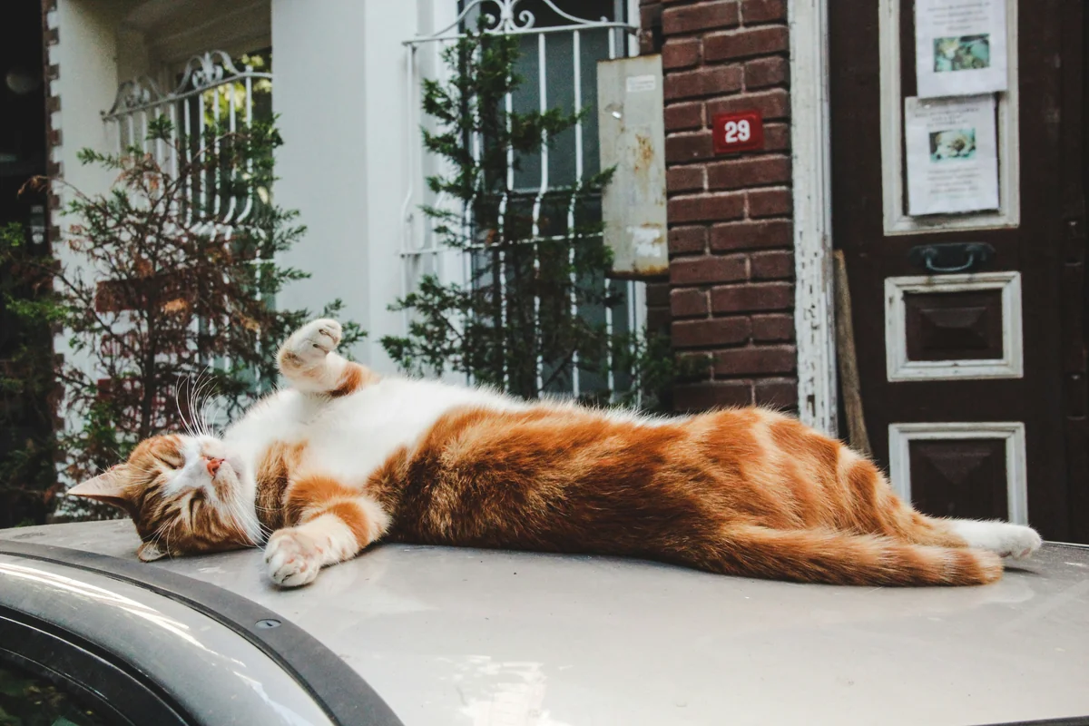an orange and white cat laying on top of a car - lazy cat names