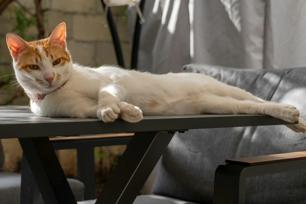 A white and orange cat rests on a table. - lazy cat names