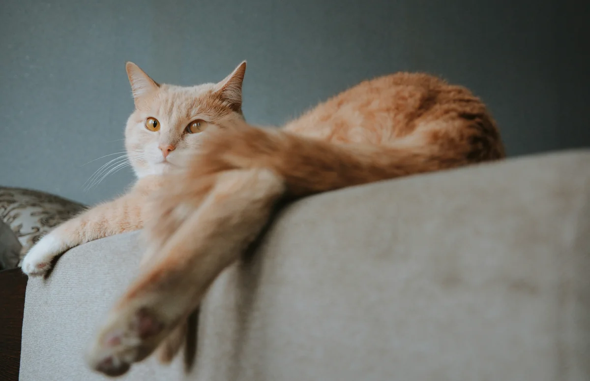 #cat #cats #catsofinstagram #instacat #instagramanet #instatag #catstagram #catlover #catoftheday #catsagram #catlovers #caturday #catlady #cathedral #catwang #catlove #catvalentine #catwalk #cats_of_instagram #kitty #kitten #pet #pets - lazy cat names