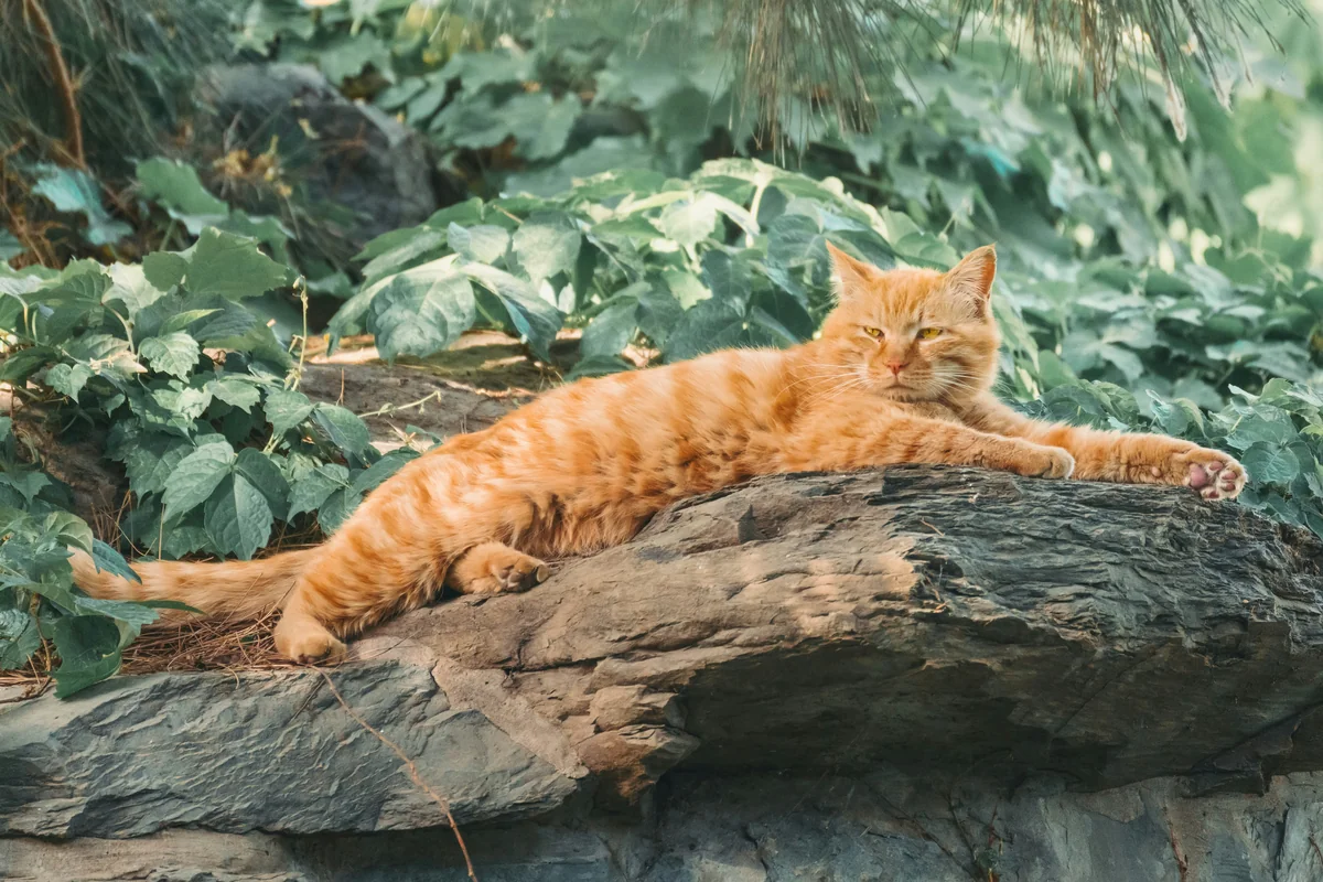 北京流浪猫 - lazy cat names