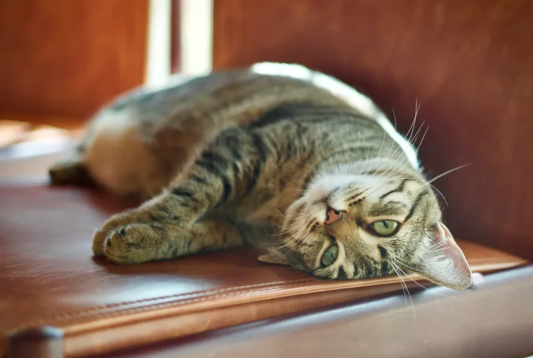 Lazy Cat Names: 250+ Cute, Funny Ideas to Use: Expert Guide