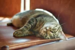 Lazy cat names: 175 Cozy, Funny, Sleepy Ideas: Expert Guide - lazy cat names