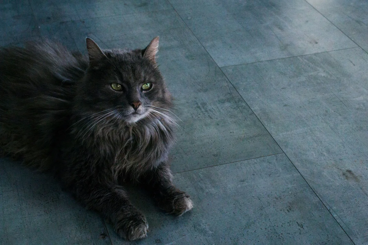 black cat - long haired cat names