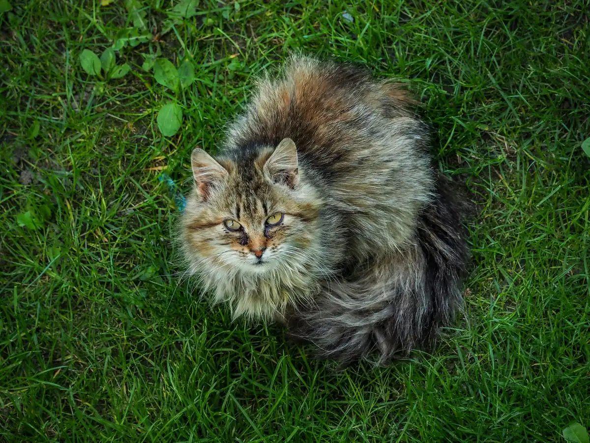 Wild fluffy cat - long haired cat names