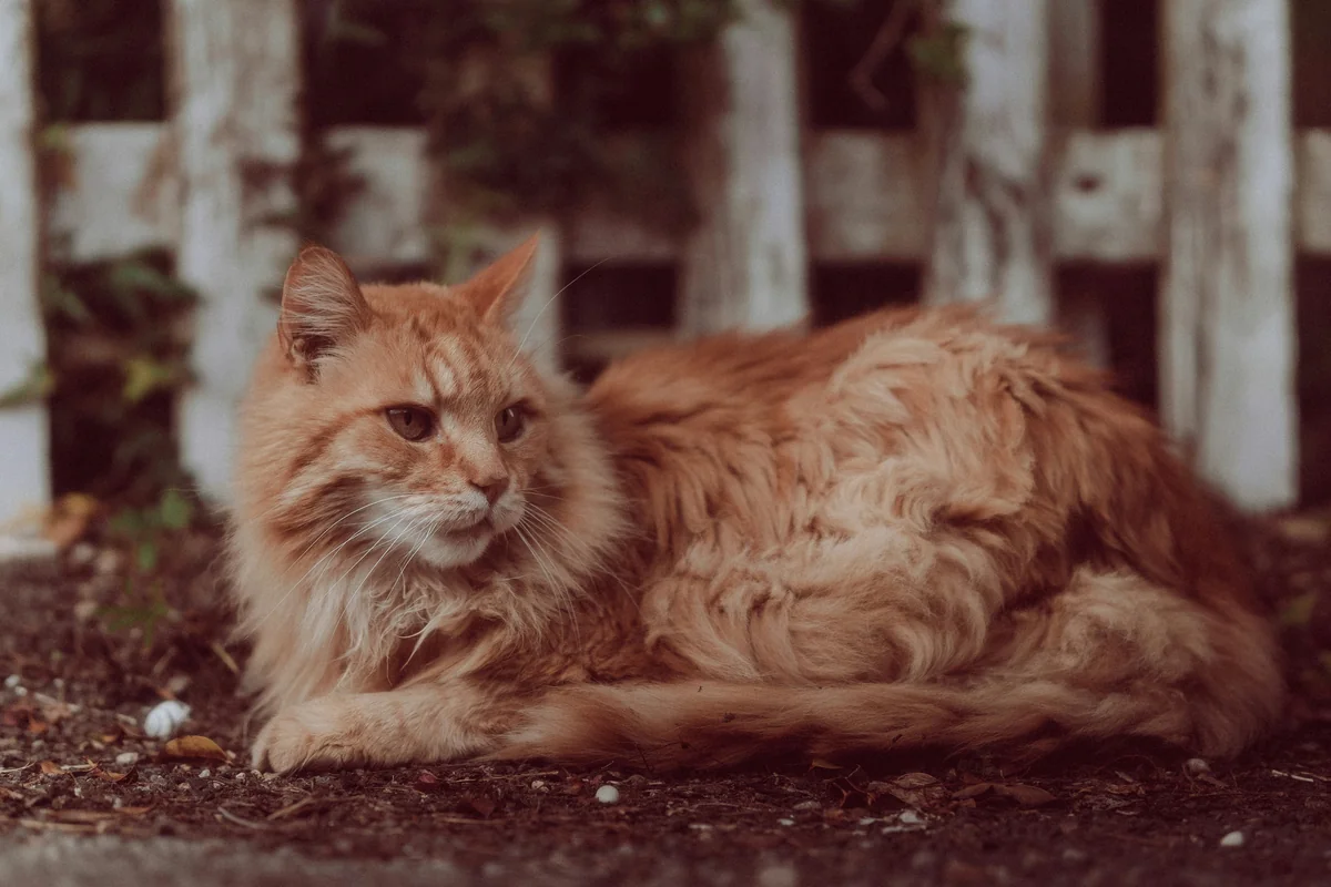 an orange cat laying on the ground next to a fence - long haired cat names