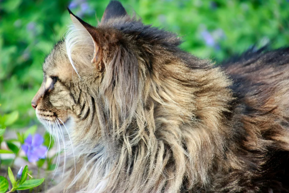 a cat that is laying down in the grass - long haired cat names