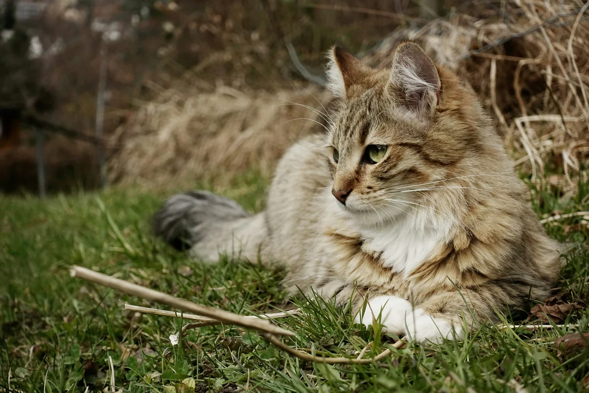 We found this beautiful cat on our way into the woods. What a masterpiece. - long haired cat names