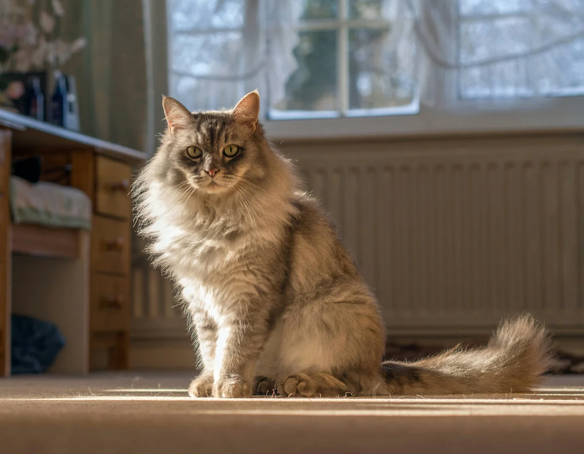 photo of white gray cat - long haired cat names
