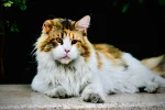 Long haired cat names: 250 Best Fluffy, Elegant Ideas - long haired cat names