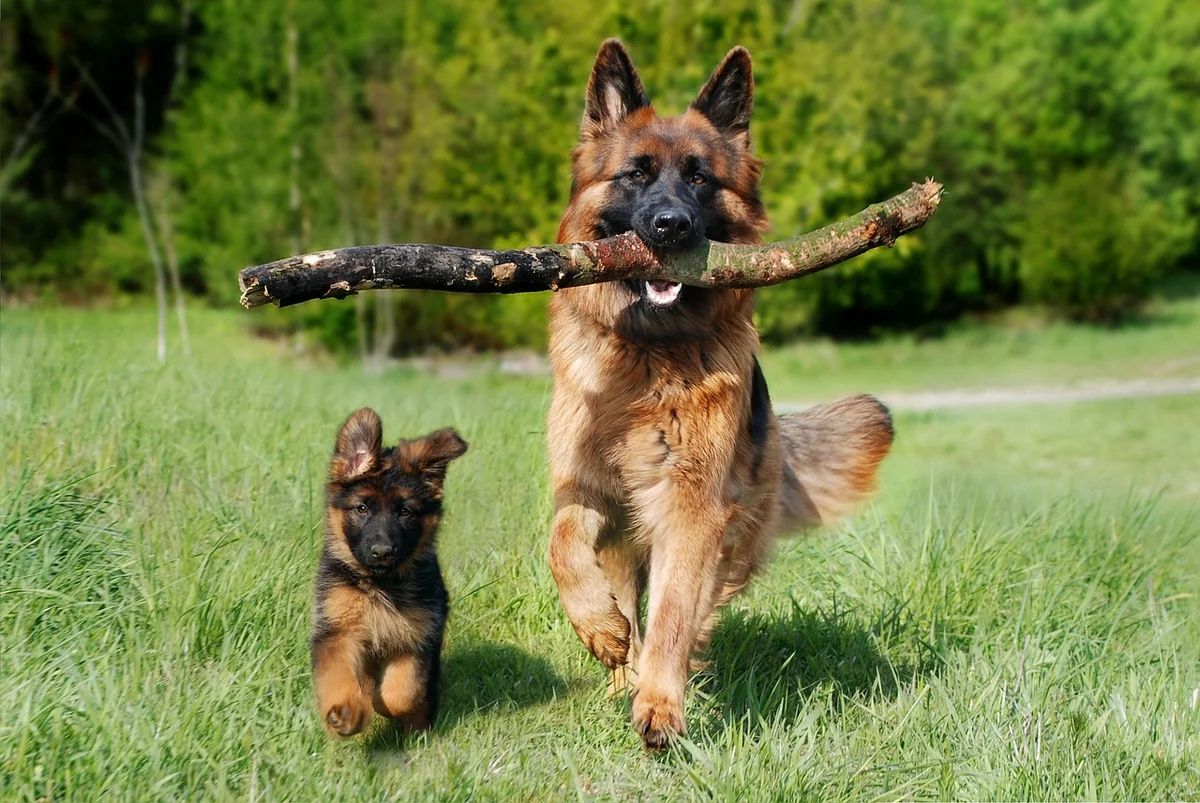 shepherd dog, dog, domestic animal, pet, animal, dog puppy, baby dog, young and old, old german shepherd dog, nature, puppy - male german shepherd names