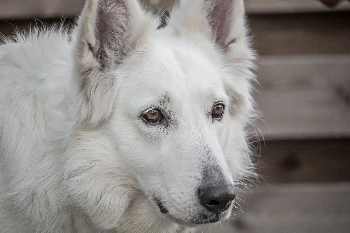 dog, shepherd dog, shepherd, nature, white, canadian, german, fur nose, thoroughbred, animal, loyal to, domestic animal, pet, head, portrait - male german shepherd names