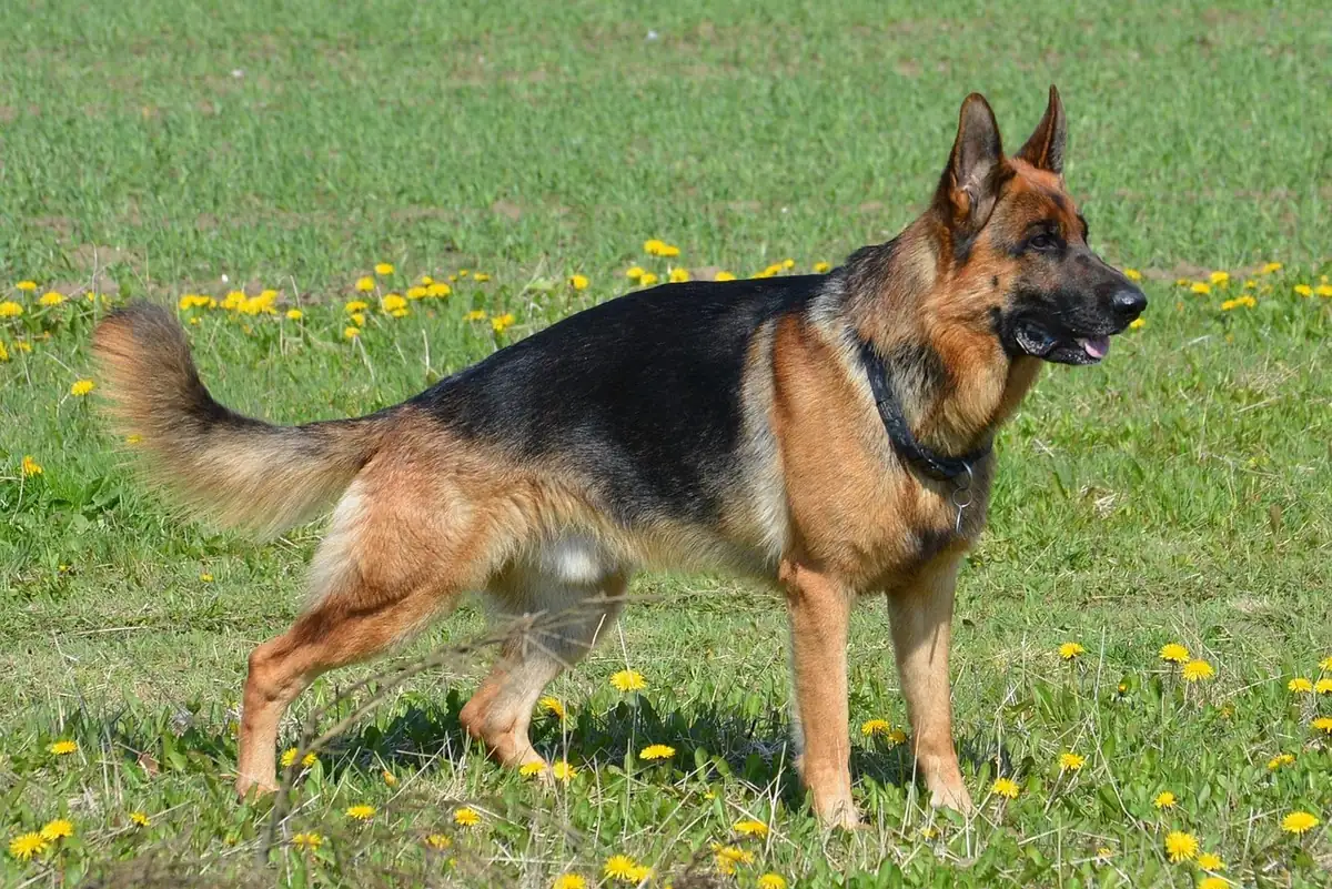 german shepherd, shepherd, almind, denmark, german shepherd, german shepherd, german shepherd, german shepherd, german shepherd - male german shepherd names