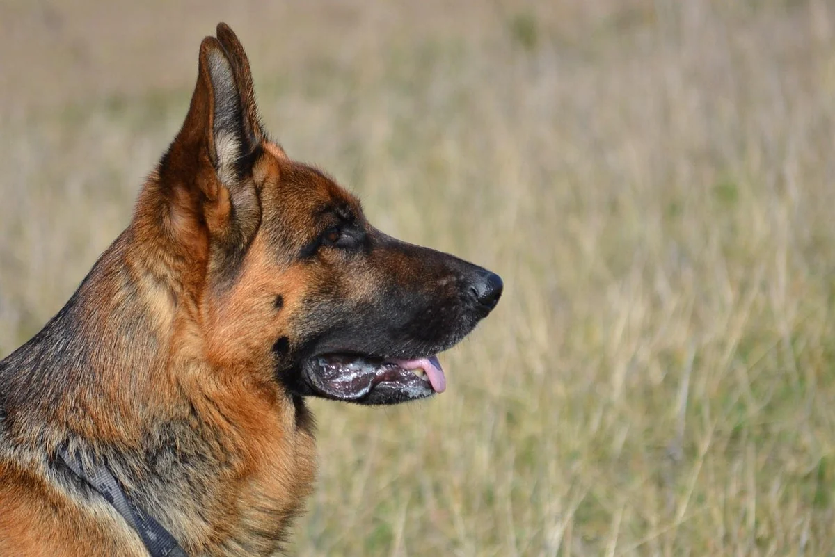 german shepherd, shepherd, almind, denmark, german shepherd, german shepherd, german shepherd, german shepherd, german shepherd - male german shepherd names