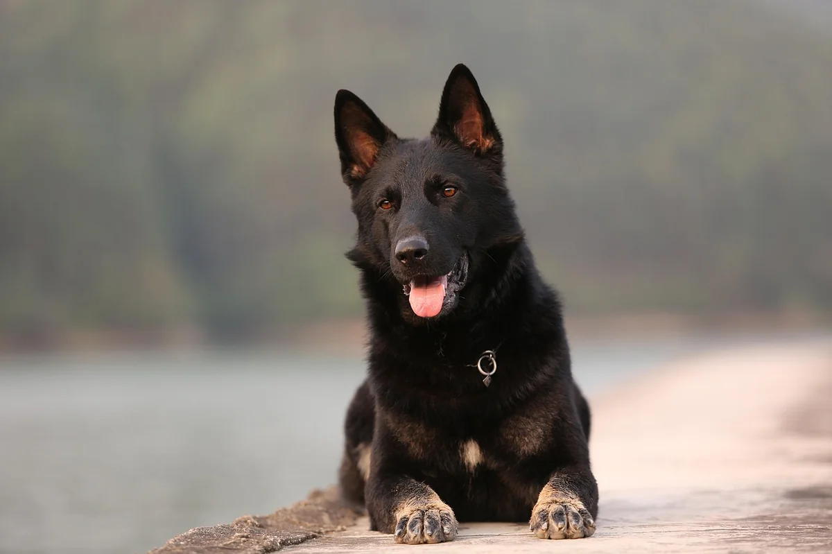 dog, shepherd, animal, pet, german shepherd, pets - male german shepherd names