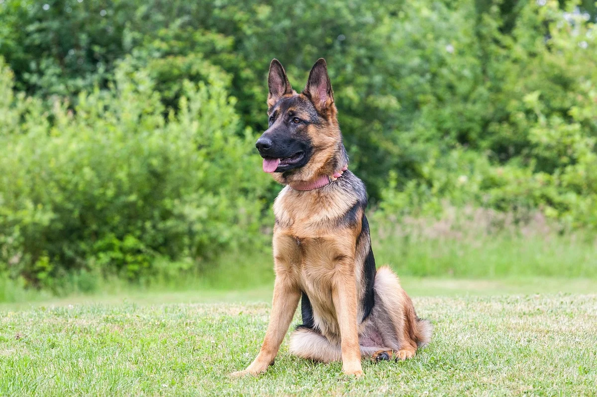 german shepherd, pet, dog, canine, shepherd, nature, shepherd dog, animal - male german shepherd names