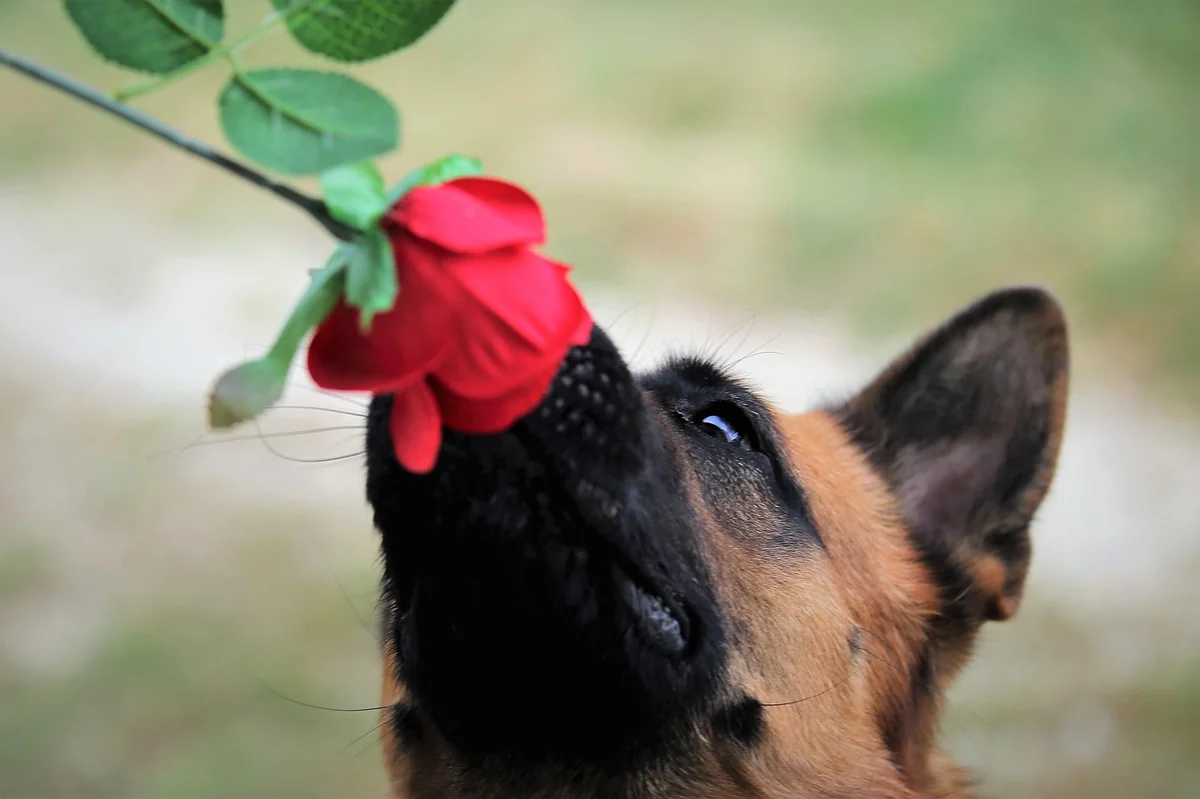 red rose, dog, nature, german shepherd, sniffing, pet, domestic dog, canine, mammal, animal - male german shepherd names