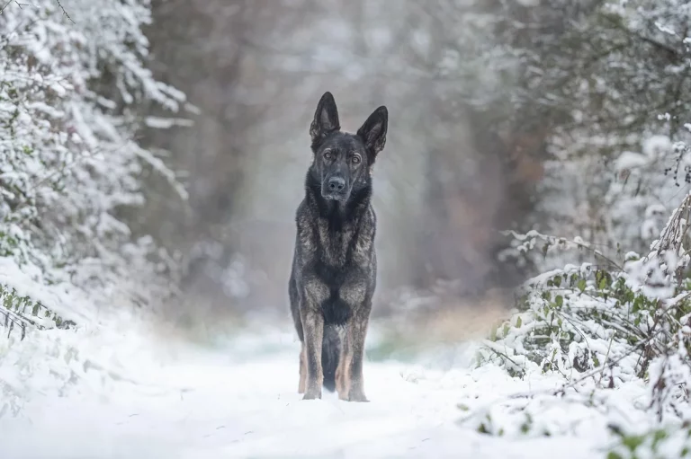 male german shepherd names: 250 Top Name Ideas: Expert Guide